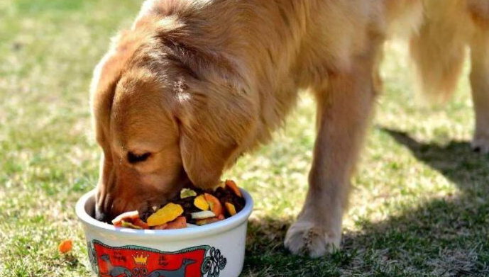 青島卡爾寵物食品深度解析 品質如何，是否值得您的選擇？